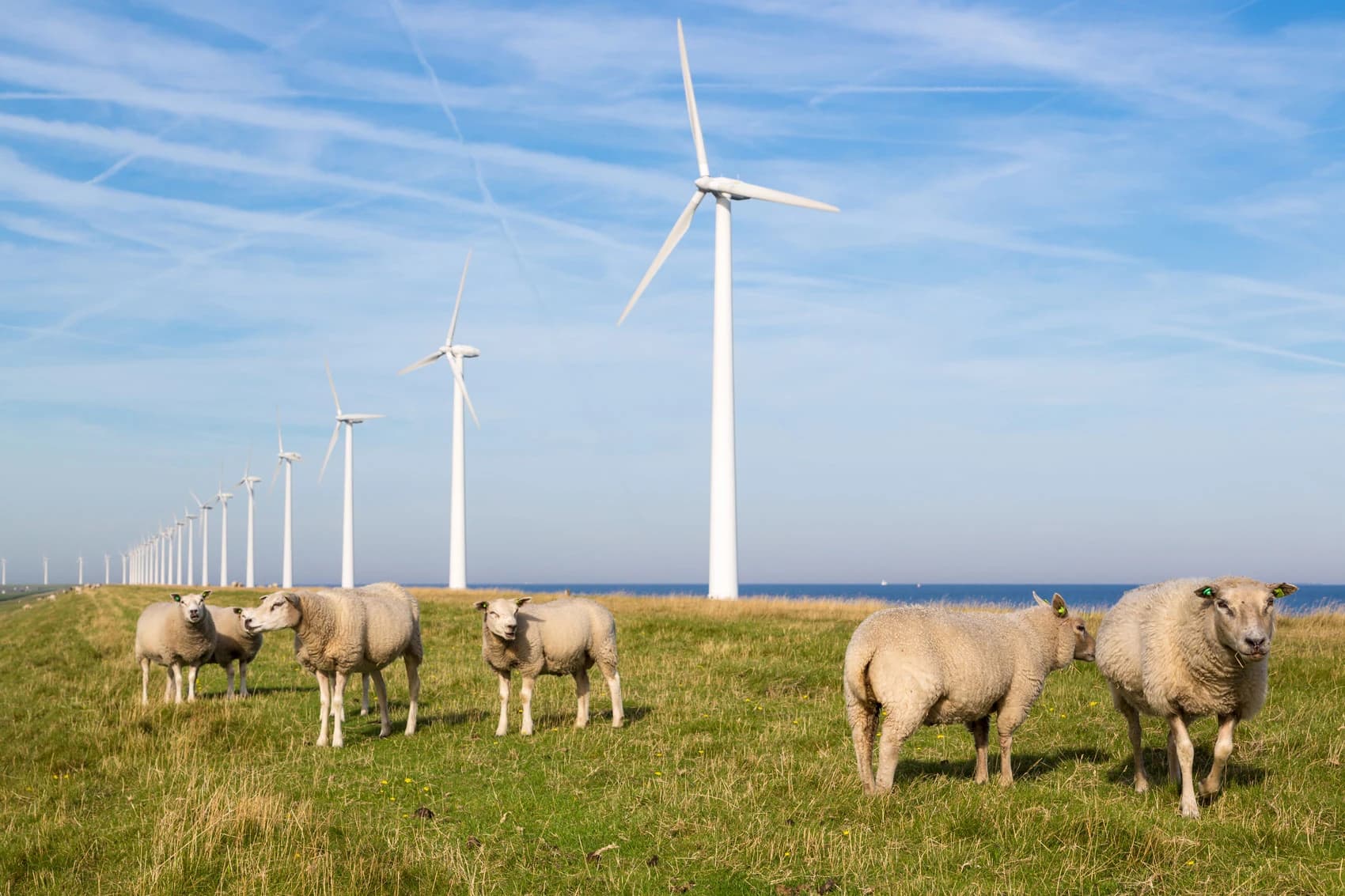 Rij windmolens langs een dijk met schapen in het gras ervoor